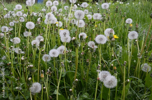 Faded white fluffy dandelion flower on a background of green grass .