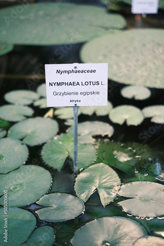 фотографія nymphea lotus