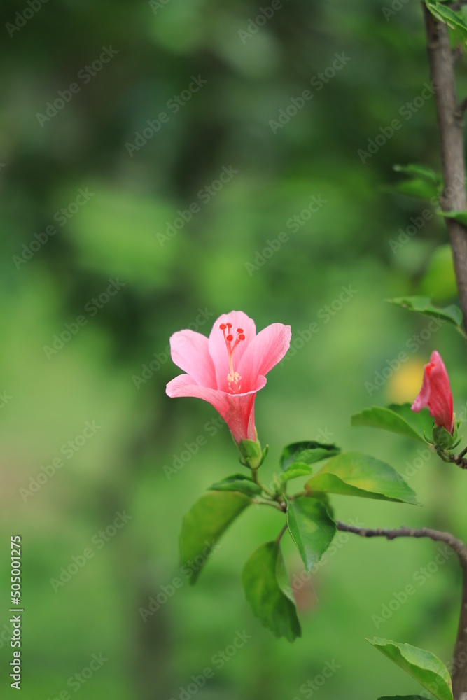 pink rose in garden pink rose in garden