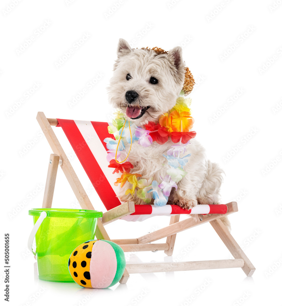 Fotografie West Highland white terrier