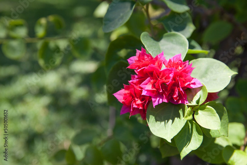 Blooming bougainvillea, Bougainvillea. Purple bougainvillea flowers. Bougainvillea flowers as a background.