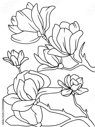 Coloring book flowers, magnolia. Black stroke, white background.