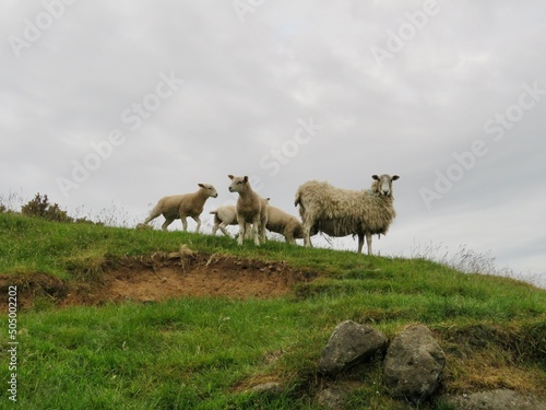 Sheep on a Hill photo