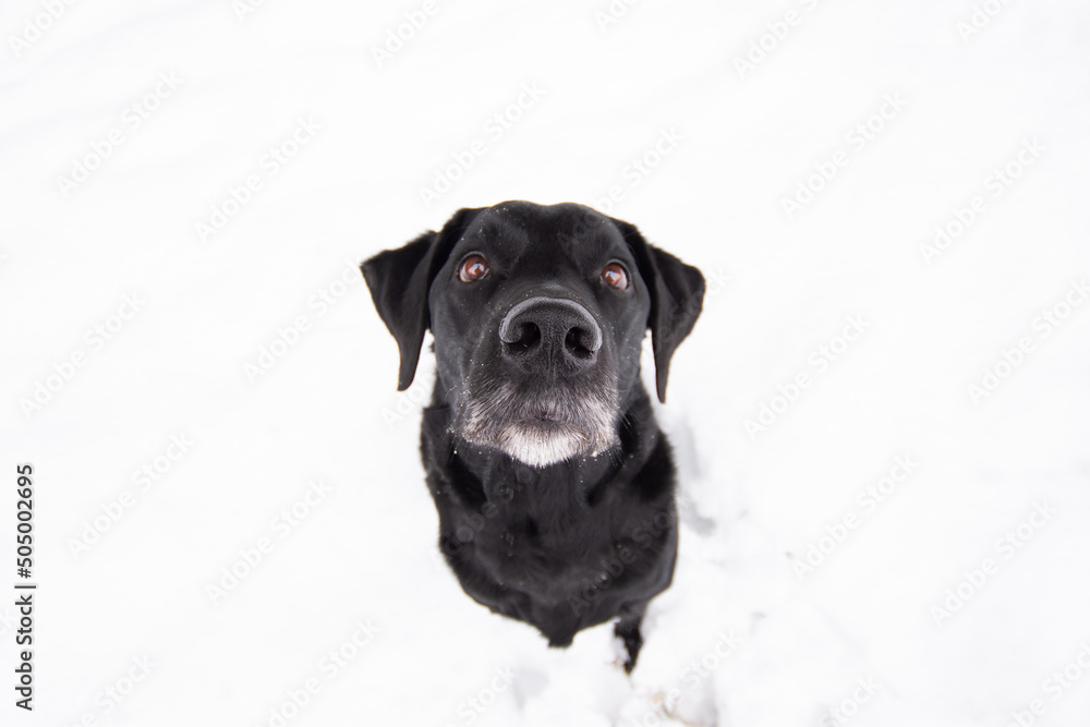 Obraz premium Dog in the Snow