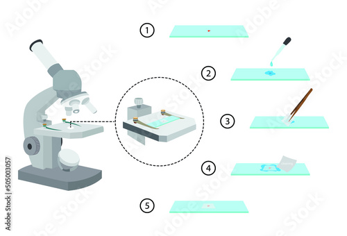 illustration of biology and medical, How to Prepare Slides and Use a Light Microscope, Techniques
Using Prepared Microscope Slides, Objects magnified under compound microscopes are mounted 