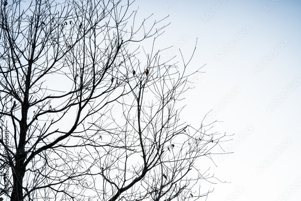 branches of a tree branches of a tree