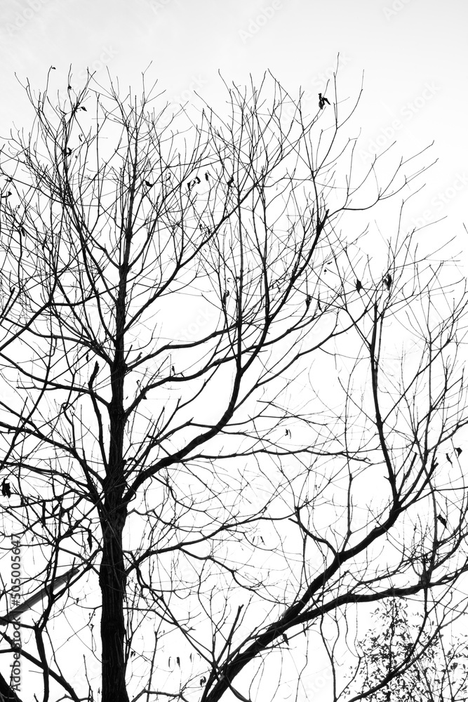 tree in winter tree in winter