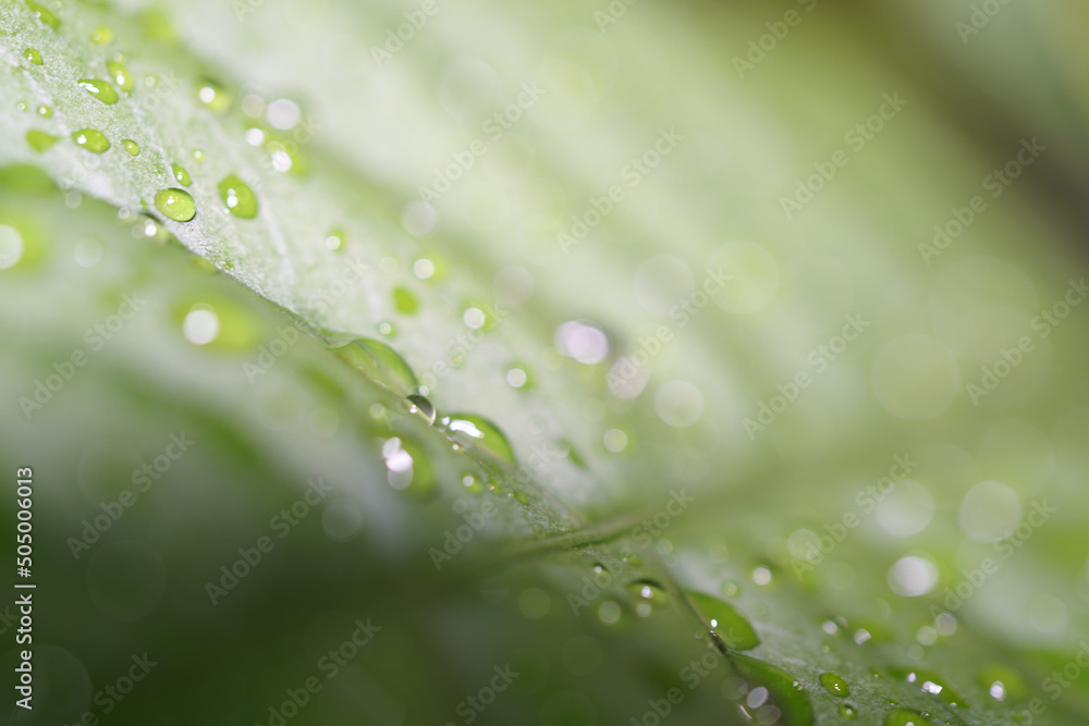 water drops on green leaf