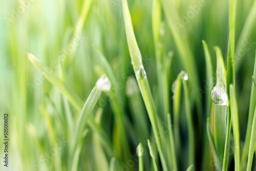 Fresh green grass background with water drops macro image, selective focus.