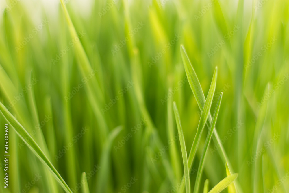 Fresh green grass background macro image. Fresh green grass background macro image.