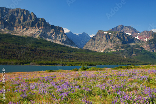 Wildflowers on the shore of Lake Sherburne in Glacier National Park, Montana, USA. photo