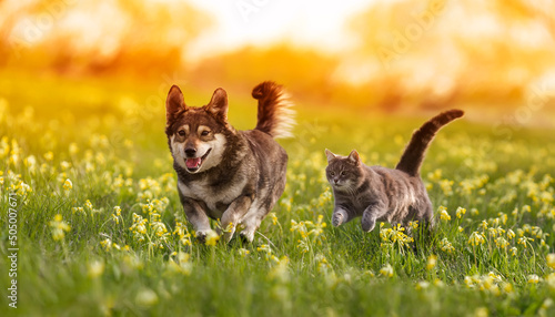 Fototapeta Naklejka Na Ścianę i Meble -  couple of friends a cat and a dog run merrily through a summer flowering meadow