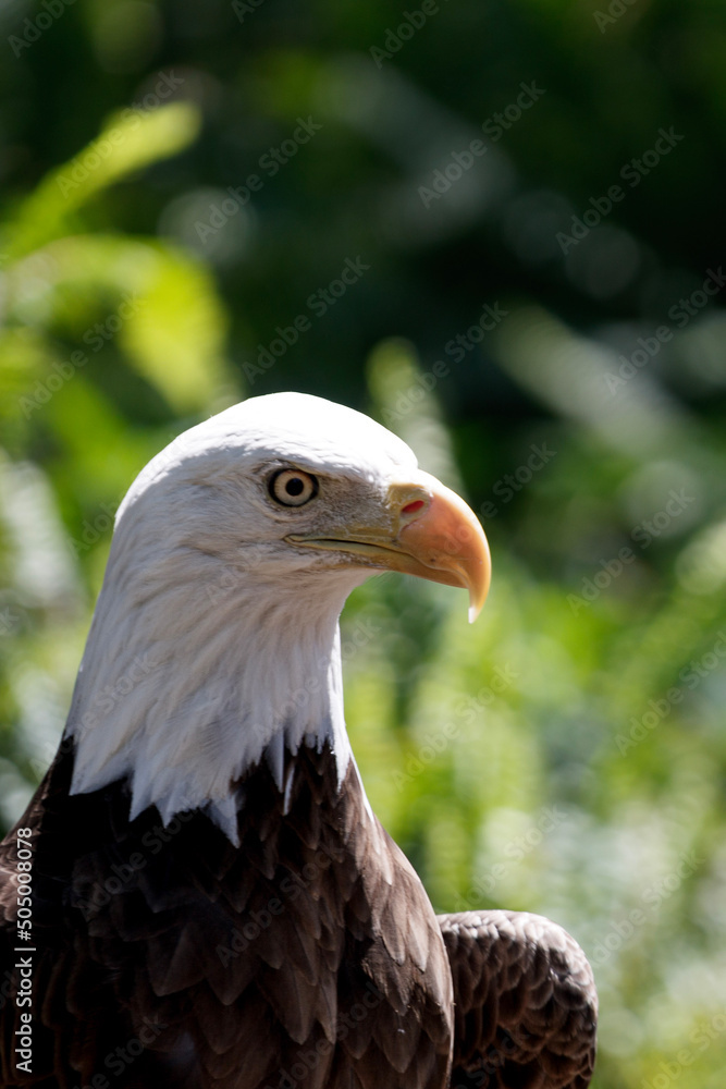 Fototapeta premium American Bald Eagle Bird 