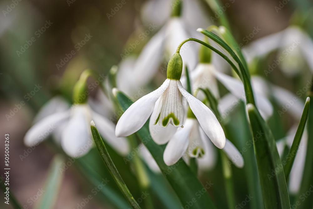 White common snowdrop - Galanthus nivalis - flowers growing in forest, closeup detail White common snowdrop - Galanthus nivalis - flowers growing in forest, closeup detail