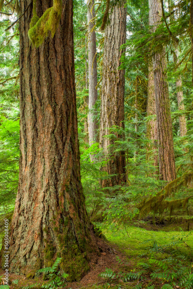 Tree in North Cascades National Park, Washington, USA