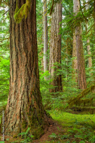 Tree in North Cascades National Park  Washington  USA
