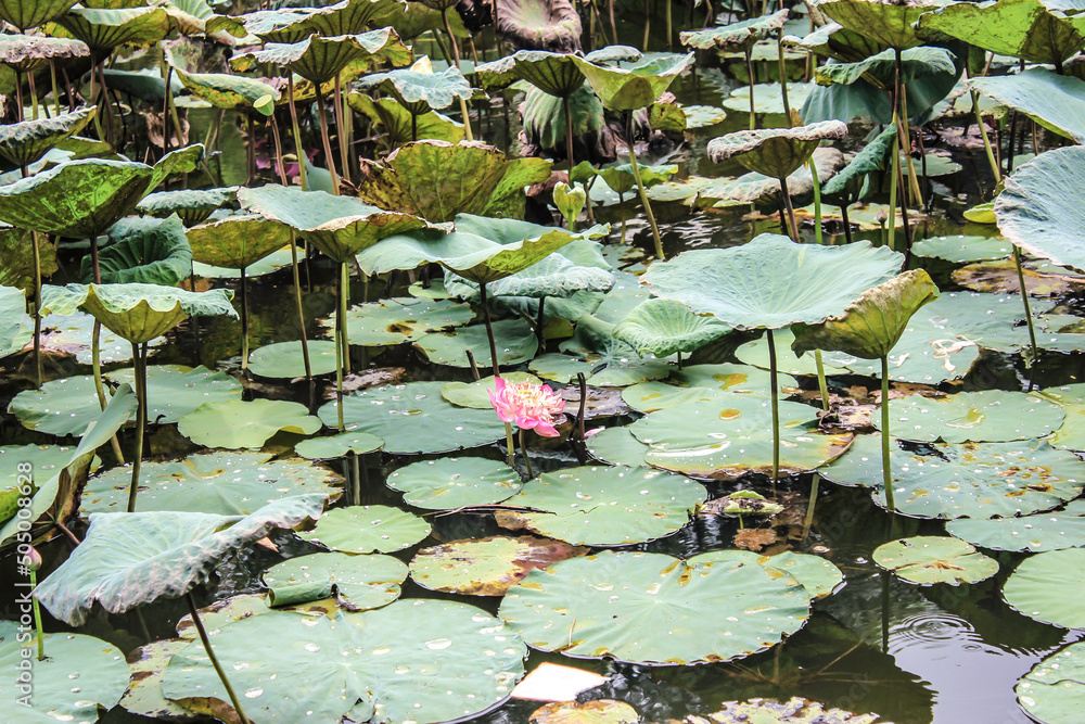 Φωτογραφία Beautiful Lotus Flower Blooms in at Water Lily Pond in Hanoi, Vietnam
