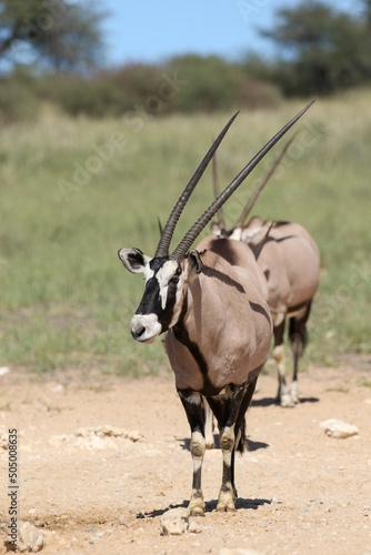 Gemsbok or South African Oryx, Kgalagadi Transfrontier Park, South Africa