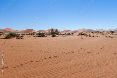 Acacia trees and dunes in the Namib desert / Dunes and camel thorn trees , Vachellia erioloba, in the Namib desert, Sossusvlei, Namibia, Africa.