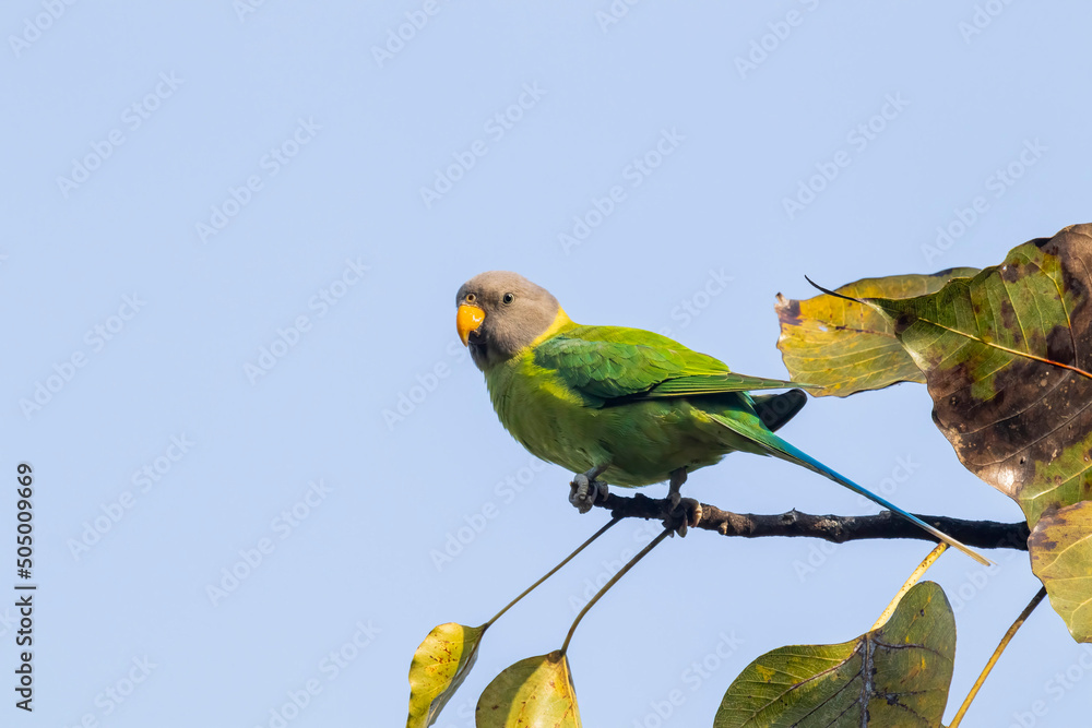 Fototapeta premium Slaty headed parakeet on a branch