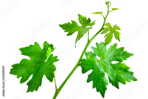 Branch of Grape leaves isolated on white background