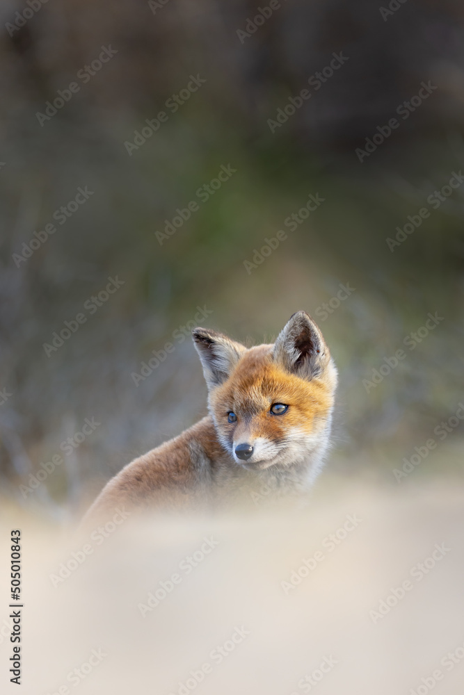 red fox cub in the dunes