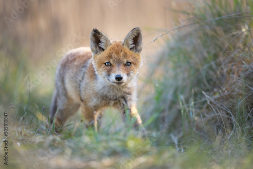 Obraz na plátně red fox cub in the dunes