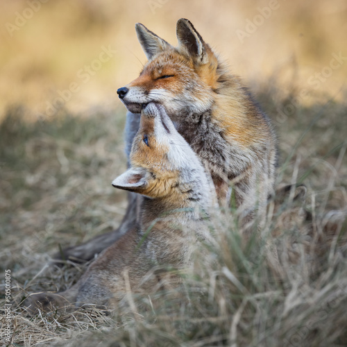 red fox fixen with cub © Pim Leijen