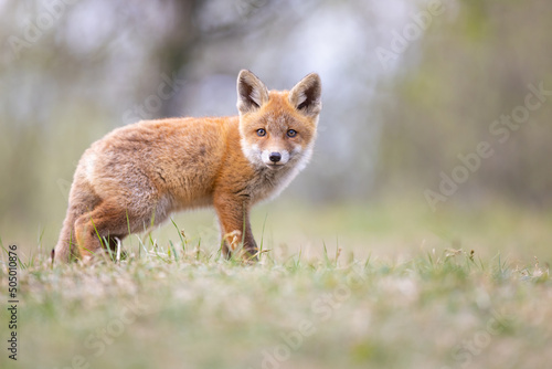 red fox in the dunes