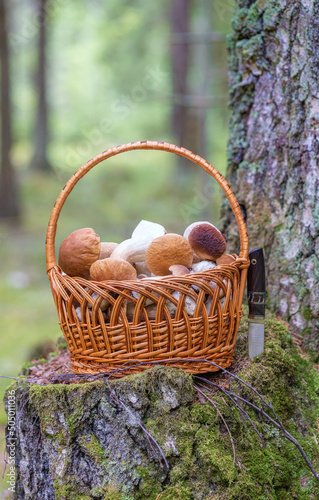 basket with edible mushrooms on stump