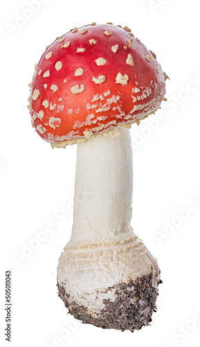 isolated small spotted red fly agaric mushroom