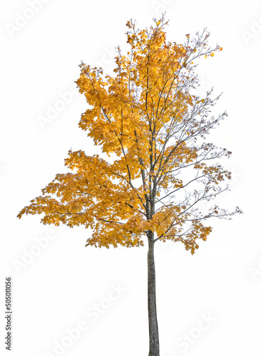 maple fall golden small tree on white