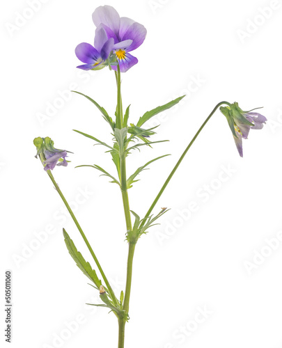 two small pansy violet blooms and buds on stem