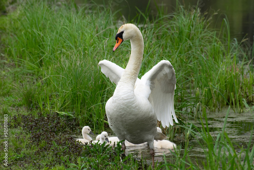 Protective Swan