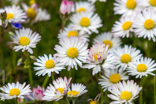 blooming daisies flowers in the garden