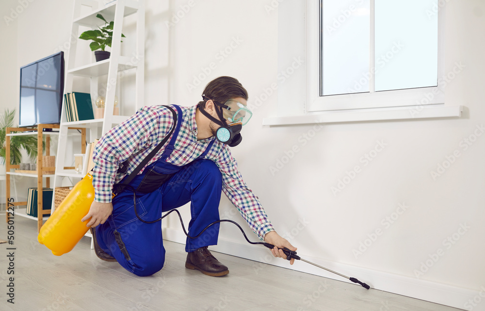 Pest control worker spraying insecticide in an infested home. Young ...