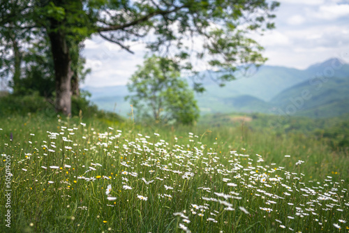 Pyrenees mountain meadow with a tree and daisy flower