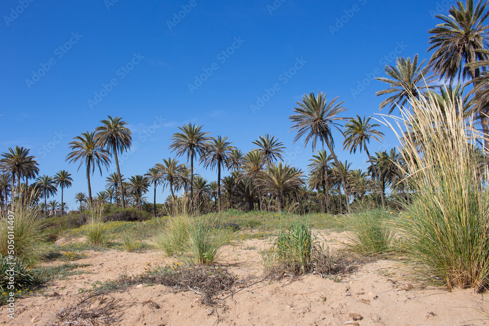 Vega Baja del Segura - Torrevieja - Un oasis junto al mar en Cala Ferris Vega Baja del Segura - Torrevieja - Un oasis junto al mar en Cala Ferris