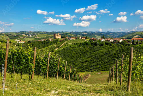 Green vineyards on the hills of Langhe, Italy.
