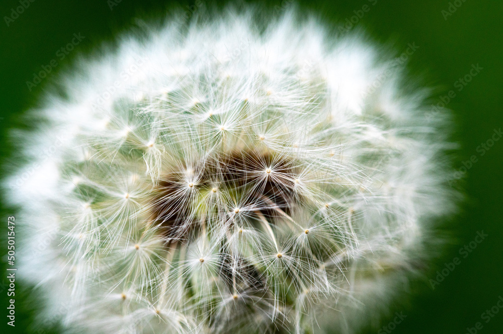 Fototapeta premium Pusteblume