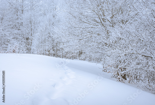 Wallpaper Mural ambiente completamente innevato nei dintorni di passo godi e del lago di san ebendetto Torontodigital.ca