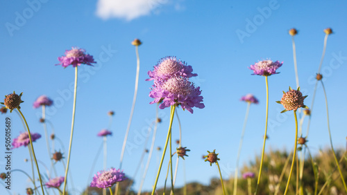 Pink purple wildflowers against vivid blue sky with copy space, low angle view