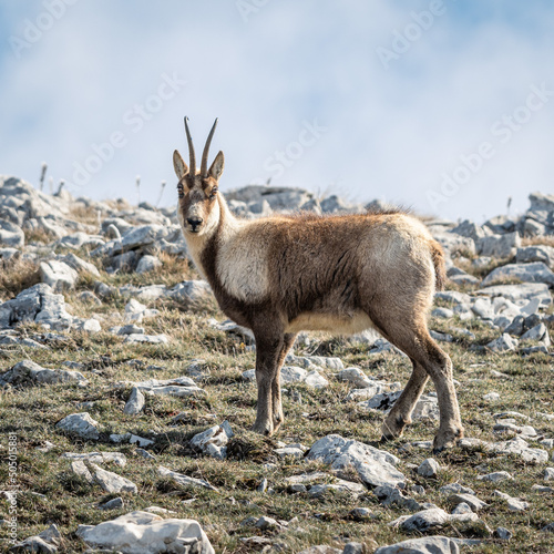 il camoscio appenninico nel parco regionale del sirente velino  n ambiente di inizio primavera