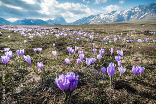 la primavera a campo imperatore, con la fioritura dei crocus e lo scoglimento delle nevi photo