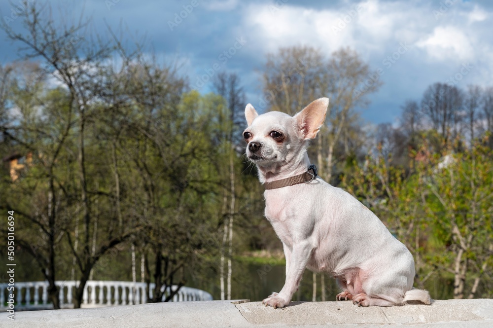 A small white Chihuahua dog poses while walking outdoors against the backdrop of trees with green foliage in a city park and lake.