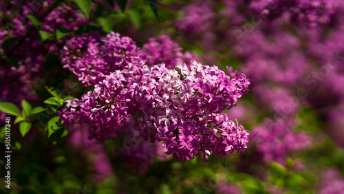 Blooming tree branches with purple lilac flowers. spring stock