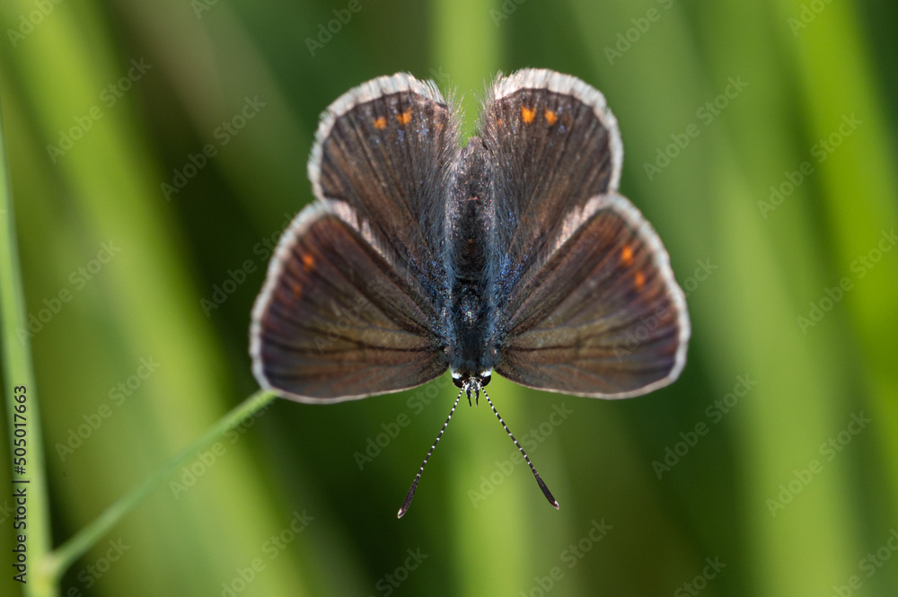 Obraz premium Polyommatus icarus - Common blue - Argus bleu - Azuré commun