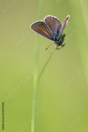 Polyommatus icarus - Common blue - Argus bleu - Azuré commun