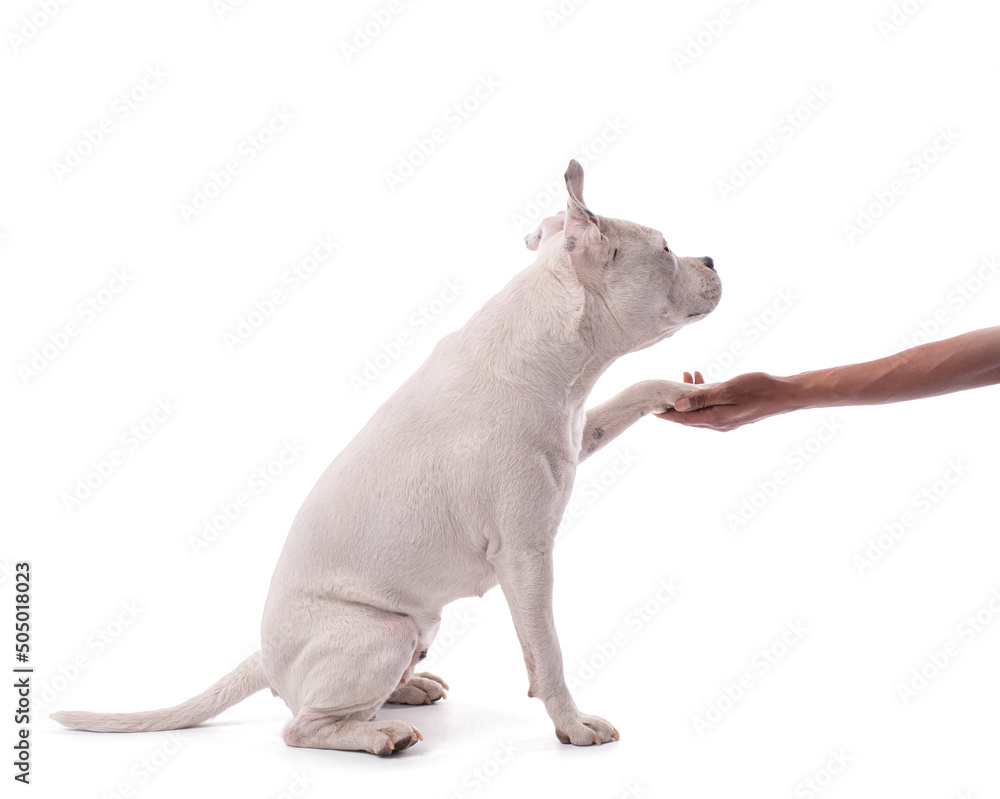 Female white american staffordshire paws at his mistress