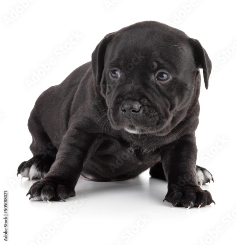 puppy Staffordshire Bull Terrier